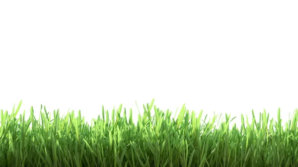 Fresh spring green grass — Stock Photo, Image