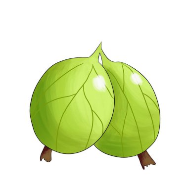 Beyaz arka planda iki açık yeşil Bektaşi üzümü.