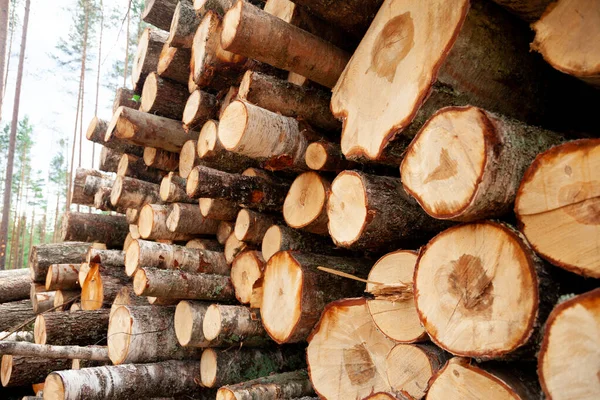 Logs in the forest are used for logging, construction of wood