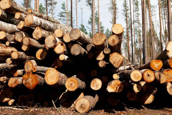 Wood for logging, piled logs in the summer forest, dead coniferous trees