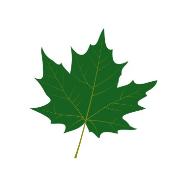 Beyaz arka planda yeşil akçaağaç yaprağı. Bir vektör resmi.