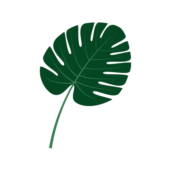 Folha Verde Planta Monstera Fundo Branco Uma Imagem Vetorial —  Vetores de Stock