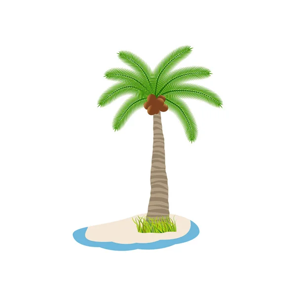 Palm Tree Coconut Nuts Desert Island Sand White Background Vector — Stock Vector