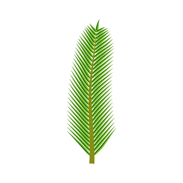 Grünes Blatt Einer Kokospalme Auf Weißem Hintergrund Ein Vektorbild — Stockvektor
