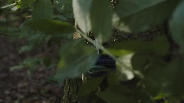 Voják vrstvení listí skrýt tripwire táhnoucí se mezi dvěma stromy — Stock video
