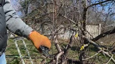 Genç bir adam güneşli bir bahar gününde ağaçları buduyor ve el aletleriyle bahçeyle ilgileniyor. Mevsimlik bahçe işleri, dalları budamak, bahçe bakımı ve parlak güneş ışığında yeni bir başlangıç konsepti.