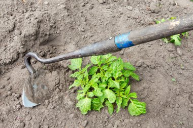 patates için bakım