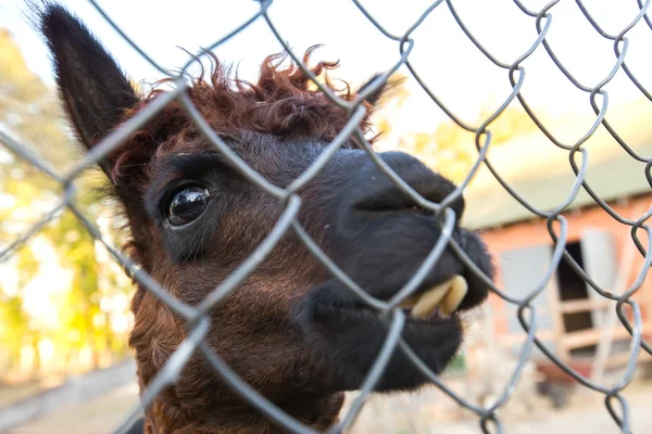 Lama i en bur — Stockfoto