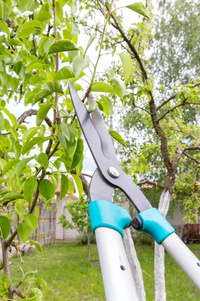 Pruning of trees — Stock Photo, Image