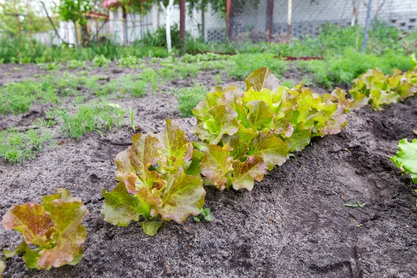 lettuce garden bed