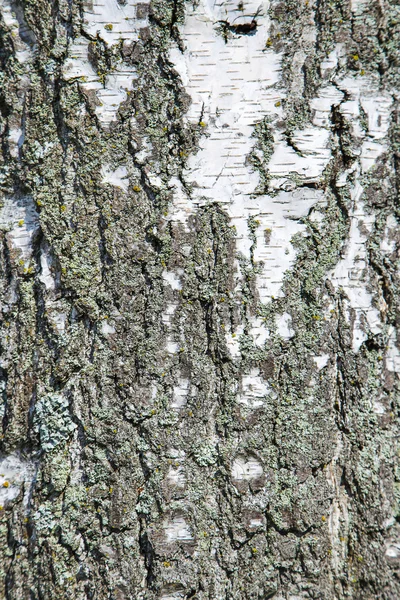 Deel van de boom van de berk — Stockfoto