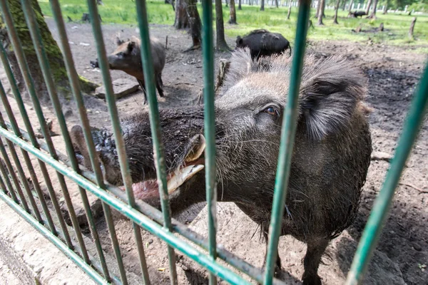 El jabalí feroz en la jaula — Foto de Stock