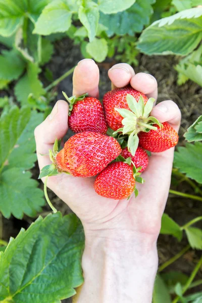 Fragola in mano su uno sfondo di foglie di fragola — Foto Stock