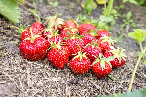 Fragole mature mature dal cespuglio, distese a terra, vicino — Foto Stock