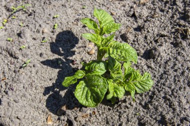 sebze bahçesinde yeni patates