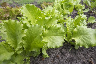 Bahçede marul yaprakları