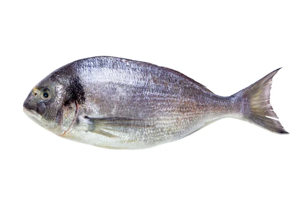 Dorada de peces de mar aislada en blanco —  Fotos de Stock