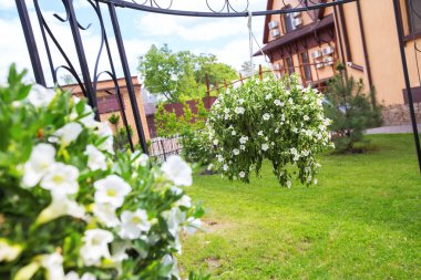 Saksıyı bulanık bir arka plan üzerinde asılı