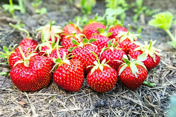 Ripe strawberries on the ground. view from above — Stock Photo, Image