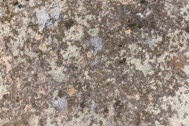 taş üzerinde liken