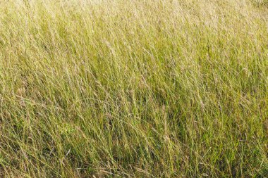 uzun otların alanında, Ukraynalı manzara pastoral büyüyen