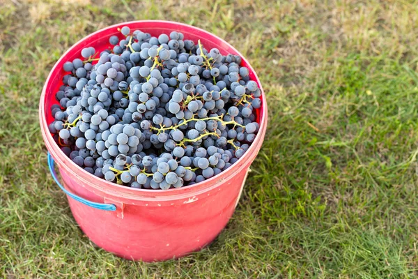 Uvas em um balde — Fotografia de Stock