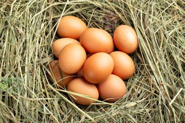 Çiftliğin kırsal kesimdeki yaşam tarzı, kırsal kesimdeki taze yumurtalar.
