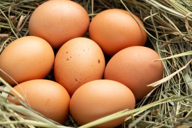 Çiftliğin kırsal kesimdeki yaşam tarzı, kırsal kesimdeki taze yumurtalar.