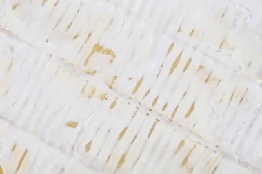 Camembert peyniri dokusu yakın. Fransız gastronomi gelenekleri.