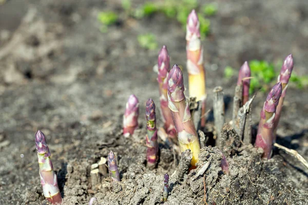 Espargos Orgânicos Jovens Crescem Uma Horta Produto Agrícola Útil Caro — Fotografia de Stock
