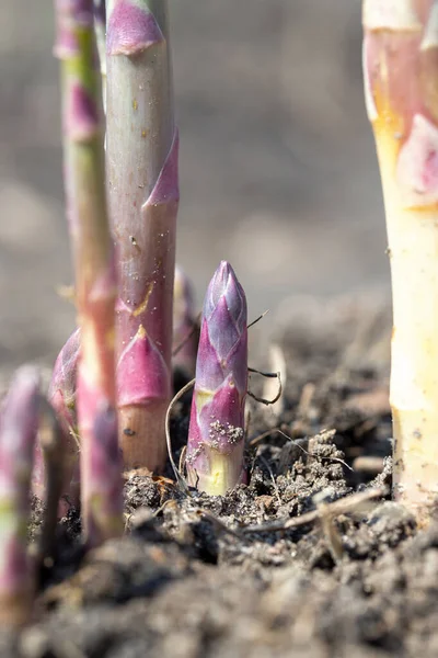 Espargos Orgânicos Jovens Crescem Uma Horta Produto Agrícola Útil Caro — Fotografia de Stock