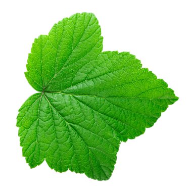 Frenk üzümü yaprağı beyaz arkaplanda izole edilmiş. Dosya kırpma yolu içeriyor.