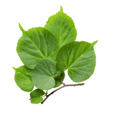 Ihlamur yapraklarının dalları beyaz arka planda izole, üst manzara. Dosya kırpma yolu içeriyor.