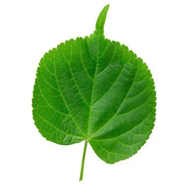 Ihlamur yapraklarının dalları beyaz arka planda izole, üst manzara. Dosya kırpma yolu içeriyor.