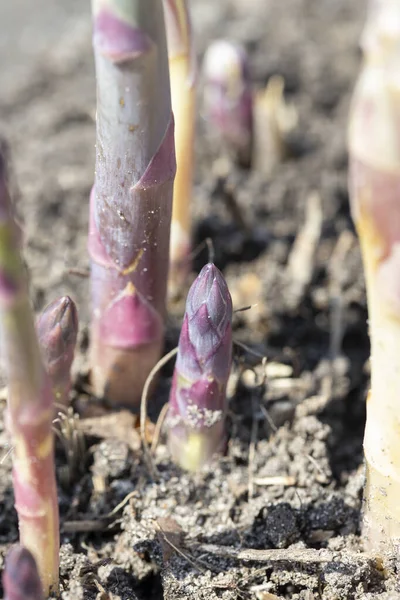 Espargos Orgânicos Jovens Crescem Uma Horta Produto Agrícola Útil Caro — Fotografia de Stock