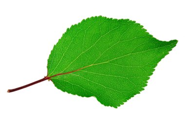 Kayısı yaprağı beyaz bir arkaplanda izole edilmiş. Dosya kırpma yolu içeriyor.