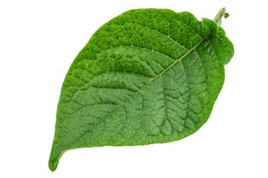 Beyaz arka planda izole edilmiş taze yeşil patates yaprağı. Dosya kırpma yolu içeriyor.