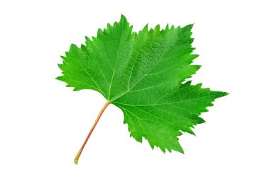 Beyaz arka planda izole edilmiş üzüm yaprağı. Şarap yapımı ve tarım konsepti. Dosya kırpma içeriyor. 