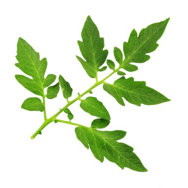 Domates yaprakları beyaz üzerine izole edilmiş. Tarım konsepti. Dosya kırpma içeriyor.