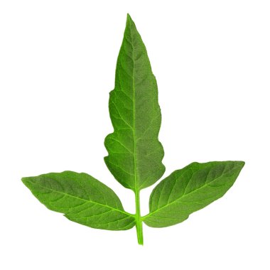 Domates yaprakları beyaz üzerine izole edilmiş. Tarım konsepti. Dosya kırpma içeriyor.