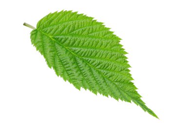 Beyaz arka planda yalıtılmış ahududu yaprağı. Genç bir bitki. Dosya kırpma yolu içeriyor.