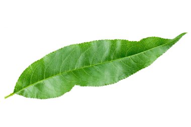 Şeftali yaprakları beyaz arka planda yalıtılmış. Dosya kırpma yolu içeriyor. Makro çekim