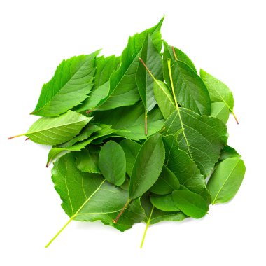 Beyaz arka planda bir yığın farklı yeşil yaprak. Doğa geçmişi. Yaprak dokusu