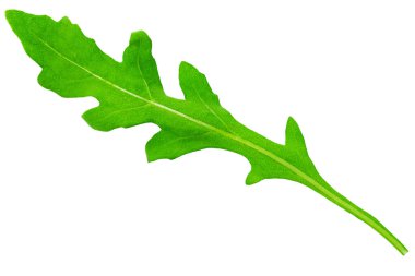 Taze roka yaprakları beyaz arka planda izole edilmiş. Vejetaryen tasarımı için kullanılabilir. Dosya kırpma yolu içeriyor.