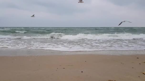Морський пейзаж, пісок, море і сірі хмари, чайки виходять над хвилями. Похмура погода. Смертельне море . — стокове відео