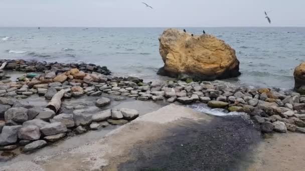 Przylądek morski. Wybrzeże, duża skała, na której gniazdują ptaki. — Wideo stockowe
