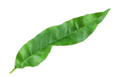 Kiraz izole beyaz arka plan bırakır. Dosya kırpma yolu içeriyor.