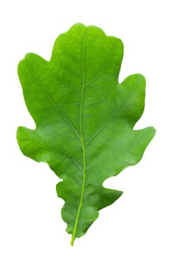 Yeşil meşe yaprağı beyaz arka planda izole edilmiş. Tasarım ayrıntıları. Tasarım elemanları. Makro. Dosya kırpma yolu içeriyor.