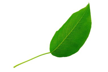 Armut yaprağı yakın, beyaz arka planda izole. Dosya kırpma yolu içeriyor.