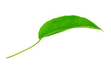 Armut yaprağı yakın, beyaz arka planda izole. Dosya kırpma yolu içeriyor.